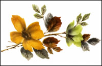 Fleur d'Amandier