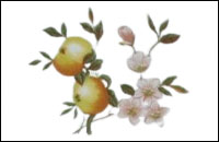 Fleurs de pommier