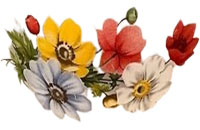 Fleurs des champs