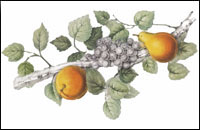 Fruit de France