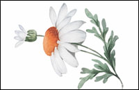Marguerites