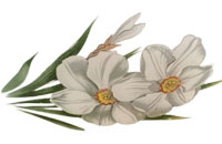Narcisses