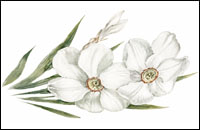 Narcisses