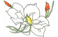 Octogonale Pétunia