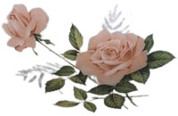 Pink Rose