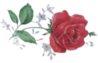 Rose de France rouge