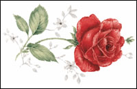 Rose de France (rouge)